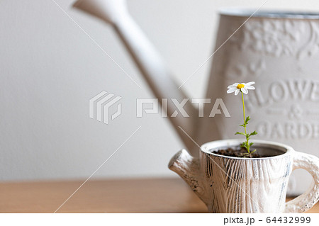 植木鉢の小さな花一輪 64432999