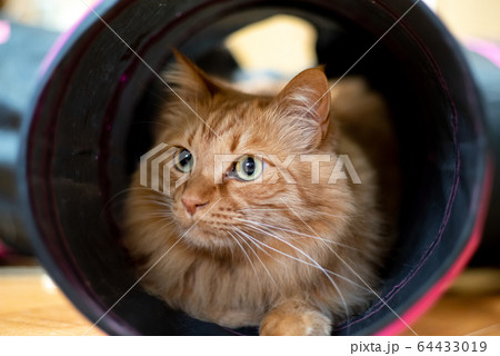 猫トンネルの中の写真素材