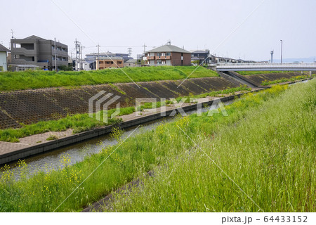 京都市山科川の春の風景(六地蔵~桃山南口) 京都市山科川の春の風景(六地蔵~桃山南口) 64433152