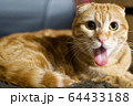 猫(舌出し) 64433188