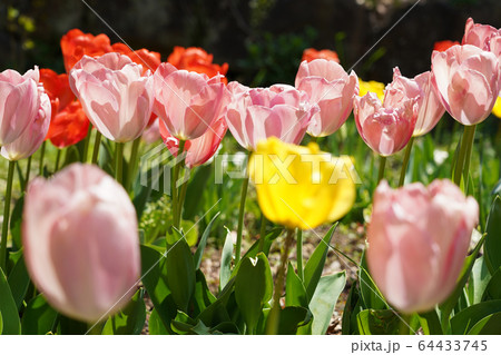 チューリップ 64433745