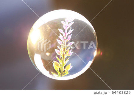 plant in a glass ball 64433829