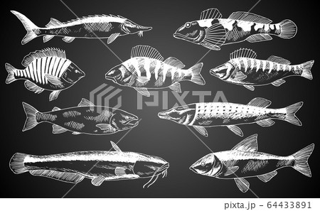 Hand drawn vector fish. Fish and seafood products store poster. Can use as restaurant fish menu or fishing club background banner. Sketch trout, carp, tuna, herring, flounder, anchovy 64433891