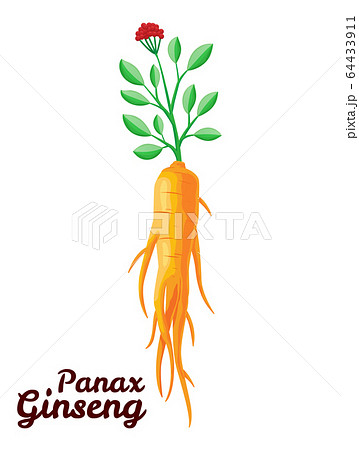 Root and leaves panax ginseng. Healthy lifestyle. For traditional medicine, gardening. Biological additives are. Vector colorful flat illustration of medicinal plants. Isolated on white background 64433911