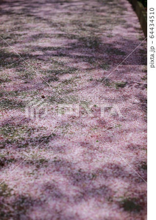 朝日山森林公園 64434510