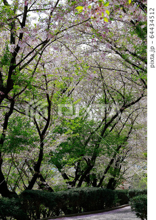 朝日山森林公園 64434512