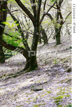 朝日山森林公園 64434513