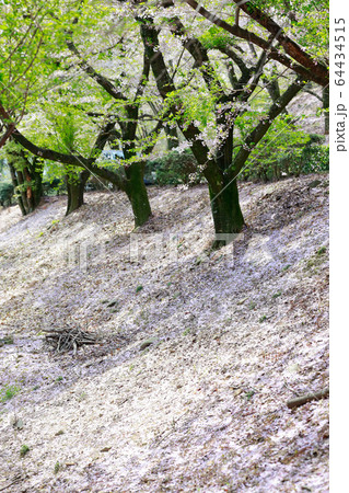 朝日山森林公園 64434515