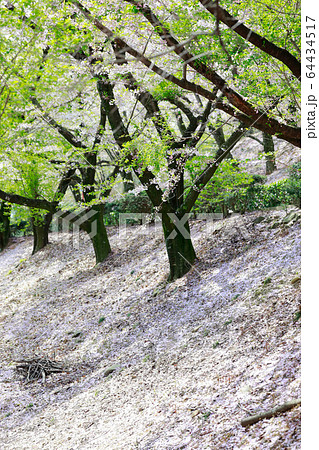 朝日山森林公園 64434517