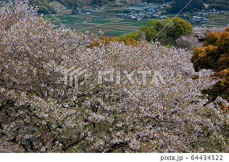 朝日山森林公園 64434522