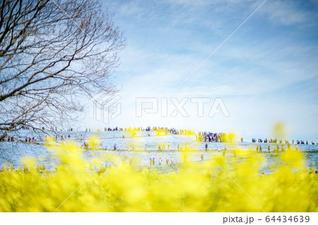 国営ひたち海浜公園 ネモフィラと菜の花 国営ひたち海浜公園 ネモフィラと菜の花 64434639