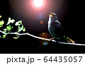 うぐいす　春を奏でる 64435057