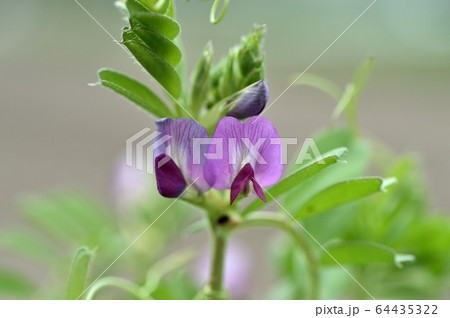 カラスノエンドウの花の写真素材