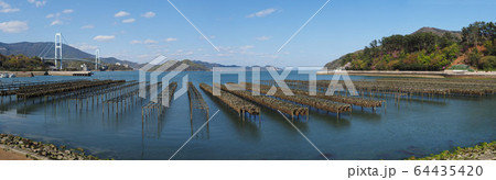 牡蠣の養殖風景 牡蠣の養殖風景 64435420