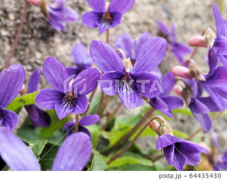 ヒメスミレ ヒメスミレ 64435430