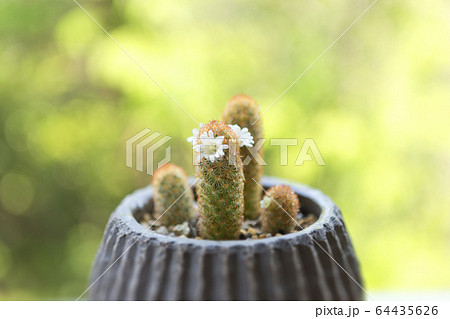 癒しの花 64435626