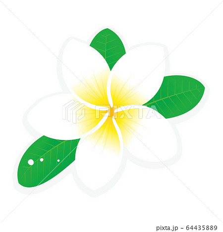 白いプルメリアの花のベクターイラストのイラスト素材