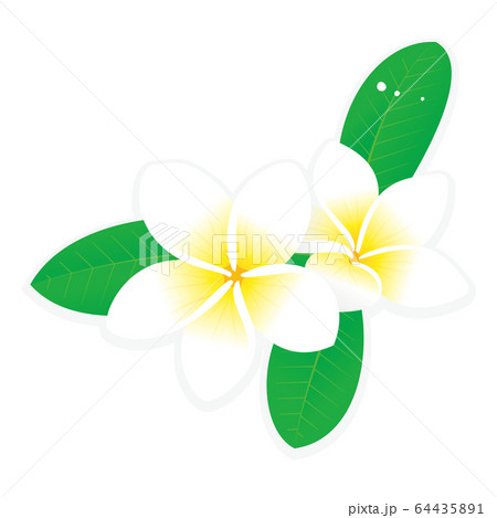 白いプルメリアの花のベクターイラストのイラスト素材