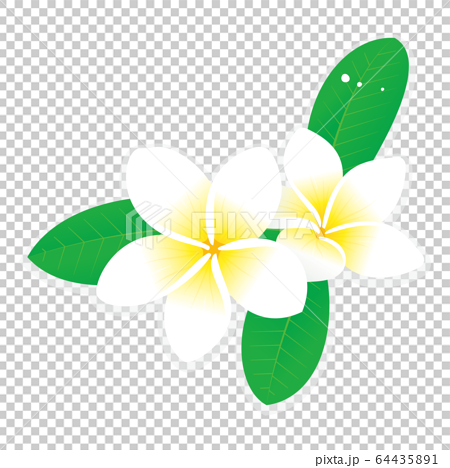 白いプルメリアの花のベクターイラスト 64435891