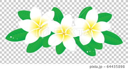白いプルメリアの花のベクターイラストのイラスト素材