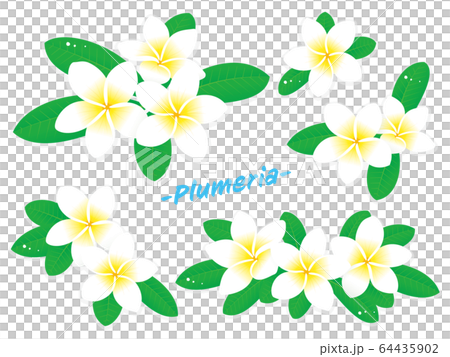 白いプルメリアの花のベクターイラストセットのイラスト素材