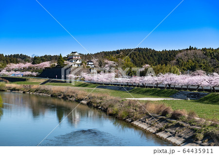 涌谷城満開の桜並木と江合川 64435911