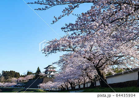 涌谷城満開の桜並木とお城 涌谷城満開の桜並木とお城 64435934
