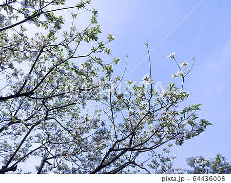 はなみずき　ハナミズキ　花水木 64436008