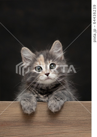 Beautiful gray female kitten rests its paws on a wooden board. Blank for advertisement or announcement with copy space, vertical image 64436239