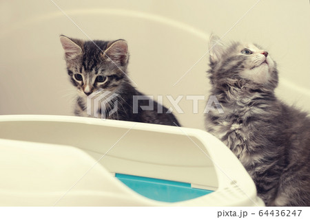 Two cute kittens are sitting near their litter box. Training kittens to the toilet 64436247