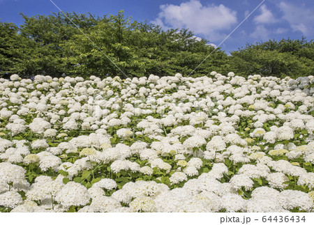 白い紫陽花アナベル 幸手権現堂公園 埼玉観光スポットの写真素材