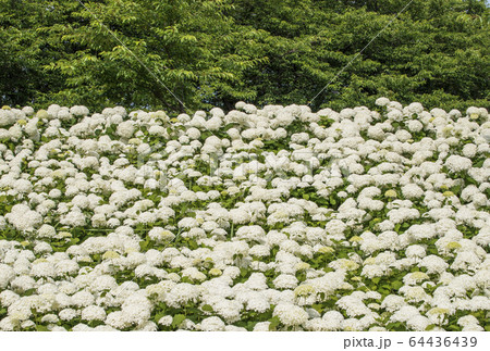 白い紫陽花アナベル 幸手権現堂公園 埼玉観光スポットの写真素材