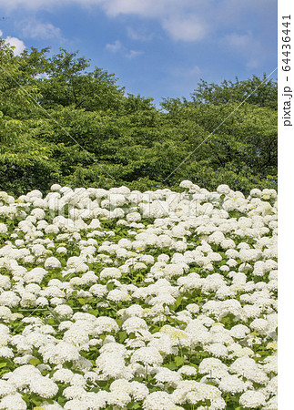 白い紫陽花アナベル　幸手権現堂公園　埼玉観光スポット 64436441