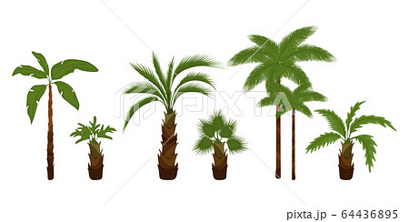 Palm trees flat Palm trees flat 64436895