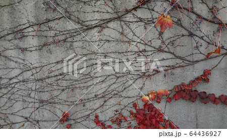 紅葉と蔦 紅葉と蔦 64436927