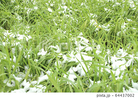雪を被った麦　栃木県宇都宮市 64437002
