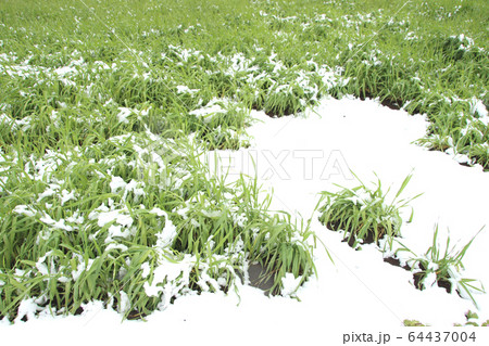 雪を被った麦 栃木県宇都宮市 雪を被った麦 栃木県宇都宮市 64437004