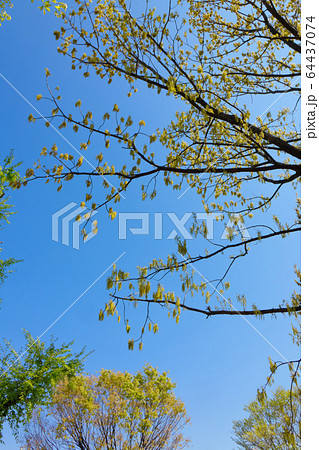 クヌギの木の若葉と花 64437074