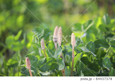 春の植物 つくし 春の植物 つくし 64437378
