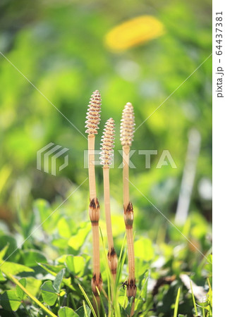 春の植物　つくし 64437381