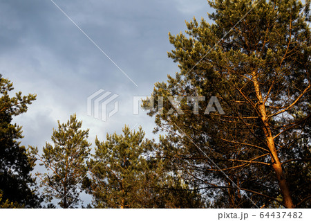 storm clouds over the tips of pine trees in forest storm clouds over the tips of pine trees in forest 64437482