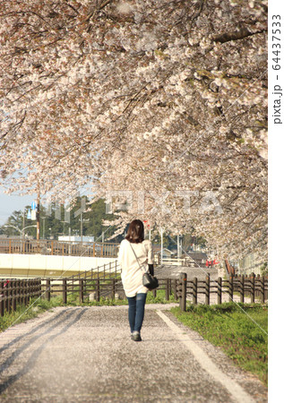桜と女性　栃木県真岡市　五行川沿い 64437533