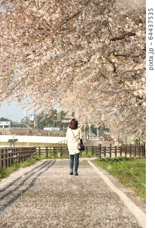 桜と女性 栃木県真岡市 五行川沿い 桜と女性 栃木県真岡市 五行川沿い 64437535
