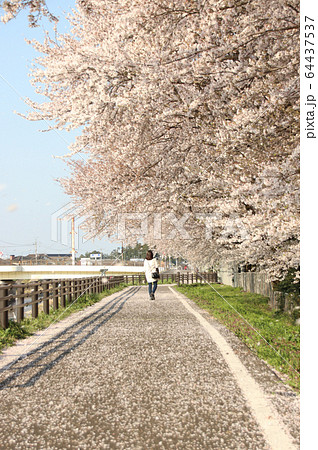 桜と女性　栃木県真岡市　五行川沿い 64437537