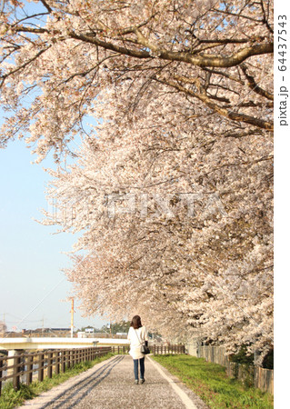 桜と女性　栃木県真岡市　五行川沿い 64437543