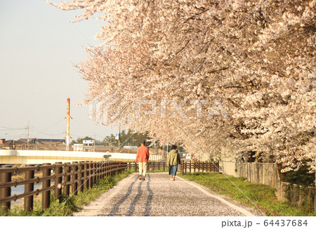 桜の下を散歩する夫婦　栃木県真岡市　五行川沿い 64437684