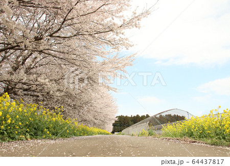 菜の花と桜　栃木県真岡市　 64437817
