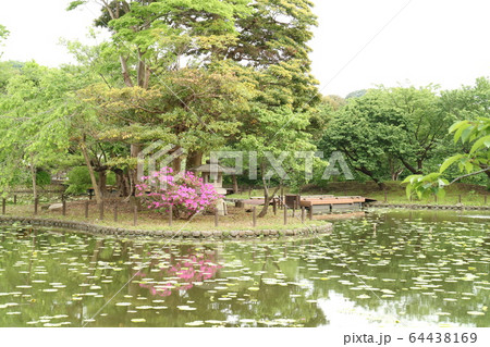 池のある庭園(鎌倉鶴岡八幡宮源平池） 64438169