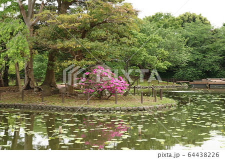 池のある庭園(鎌倉鶴岡八幡宮源平池） 64438226