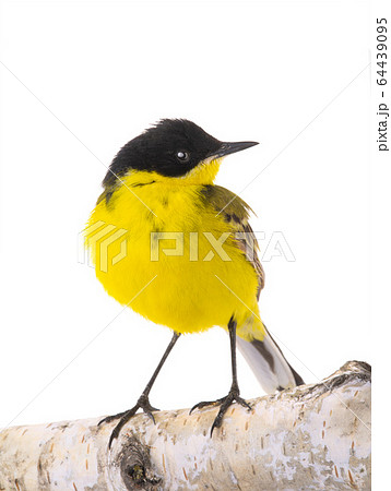 wagtail  isolated on a white background  in studio 64439095